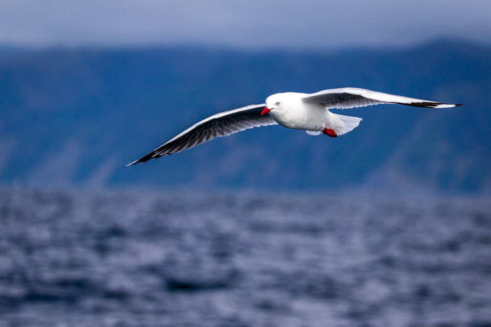 Red-billed Gull