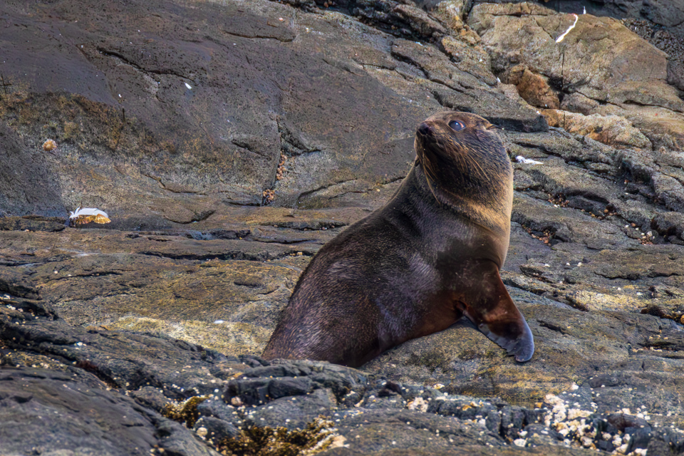 Anxious Seal