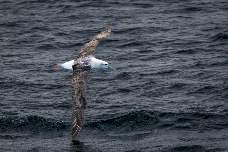 Salvin's Albatross