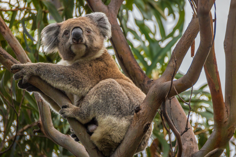 Koala