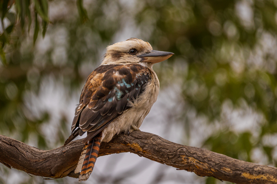Kookaburra