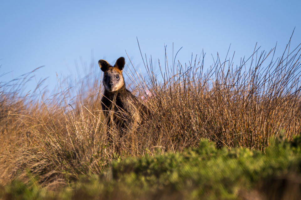 Watching Wallaby