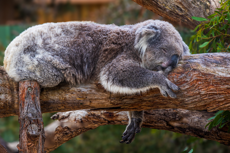 Sleeping Koala
