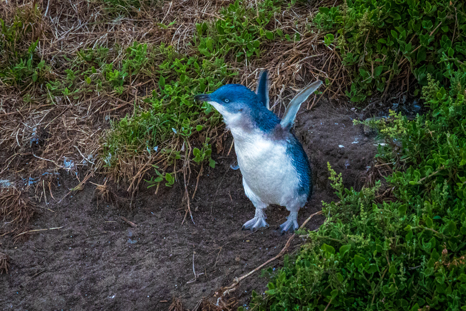 Little Blue Penguin