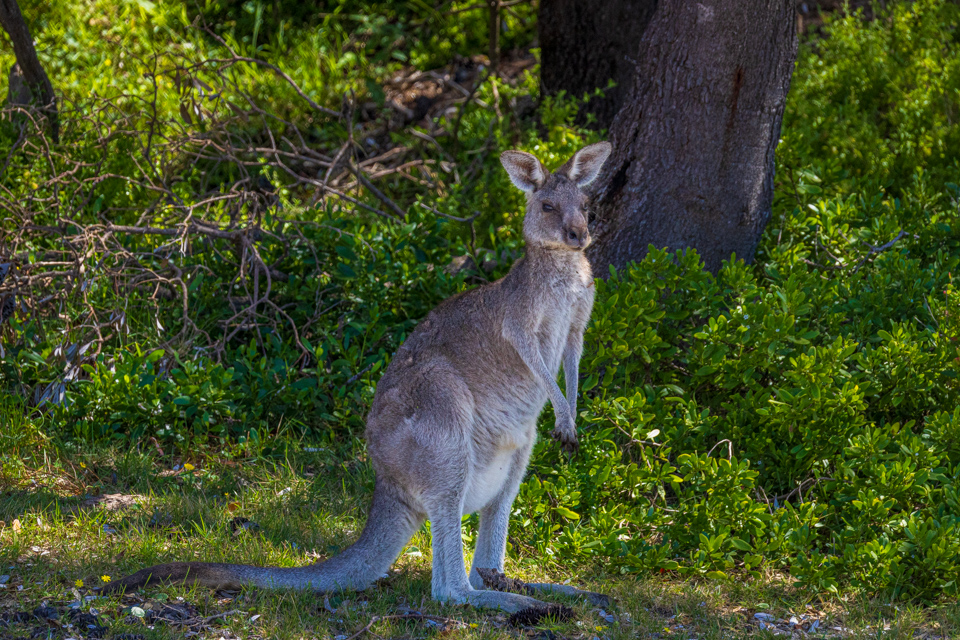 Big Roo