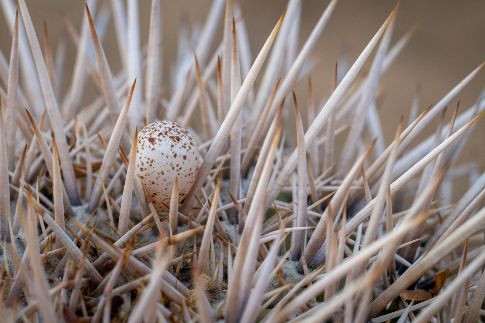 Sharp Nest