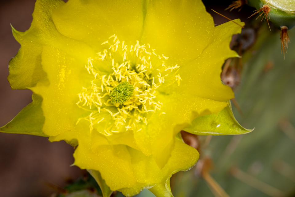 Neon Flower