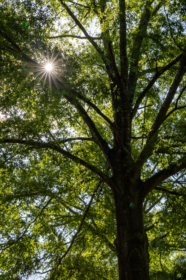 Sun Filter