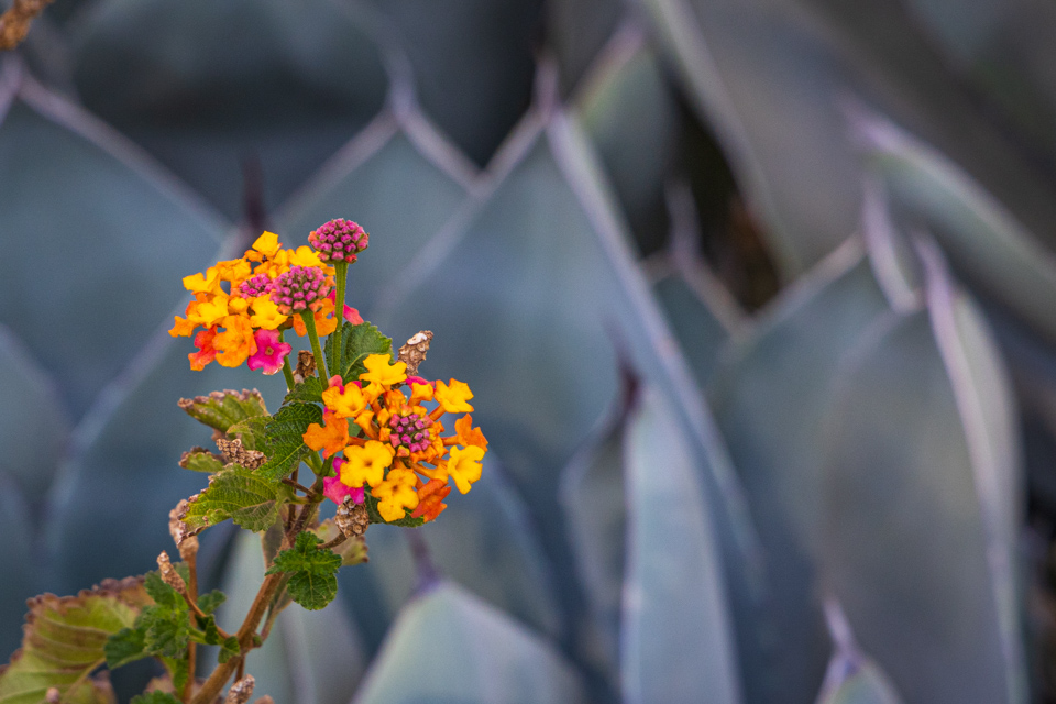 Desert Wildflower
