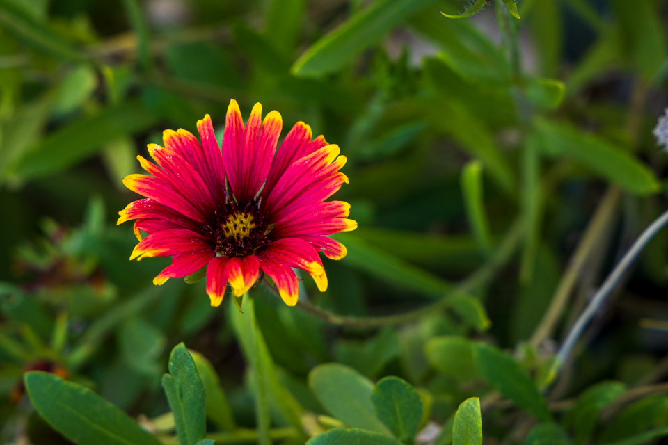 Spash of Color