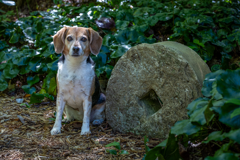Millstone Beagle