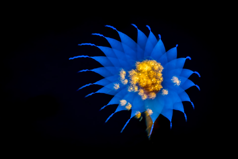 God and Blue