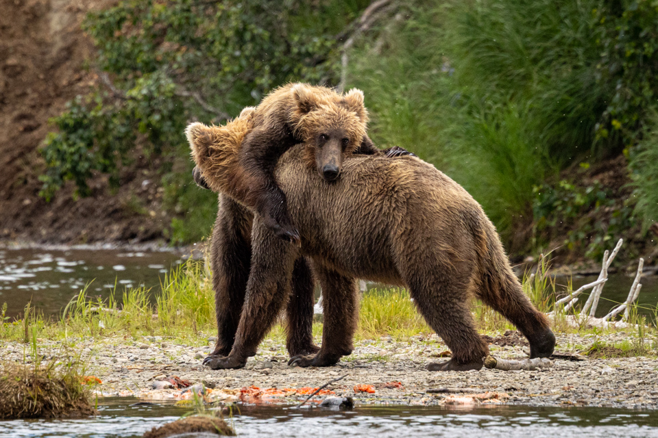 Bear Fight