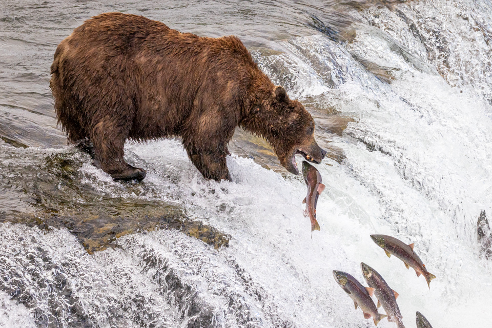 Salmon Fishing