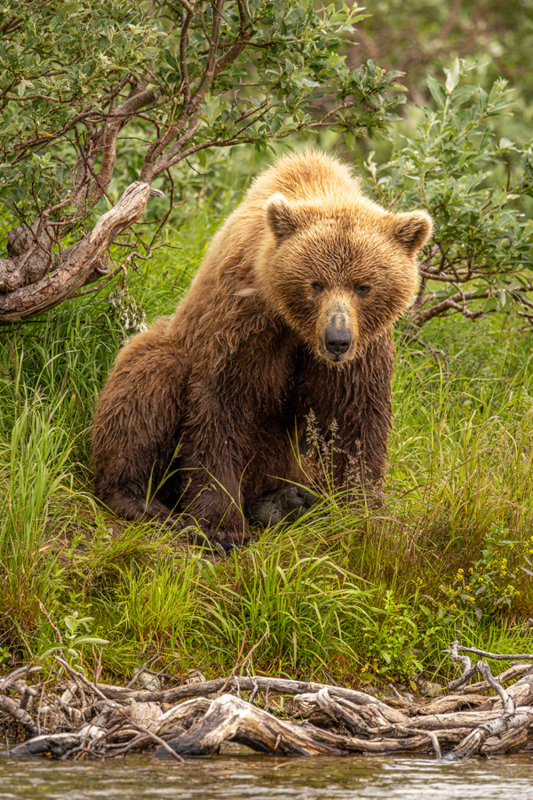 Grizzly Stare