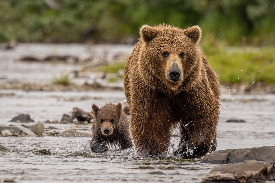 Very Small Grizzly