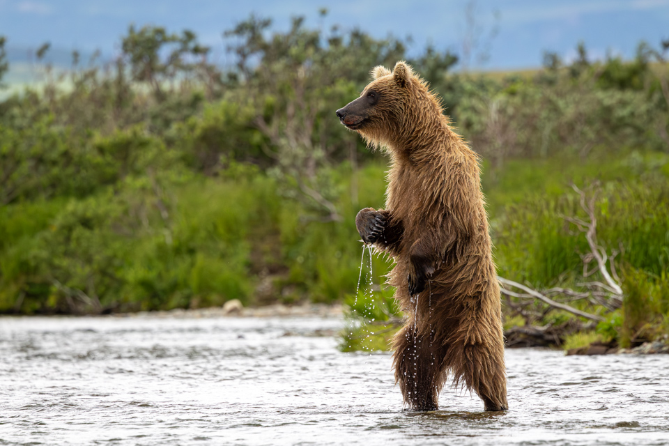 Tall Bear
