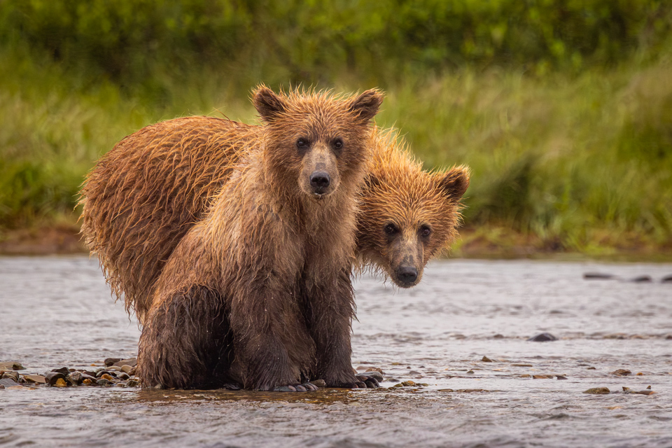Curious Cubs
