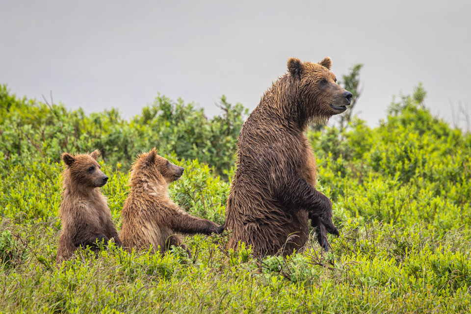 Conga Line