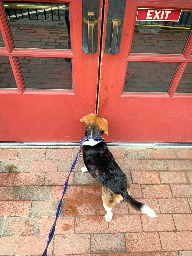 No Treat at ACE