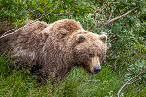 Alaska 2025