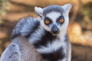Madagascar 2022