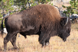 Wyoming 2009